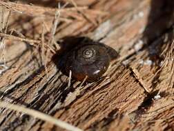 Image of southern hairy red snail