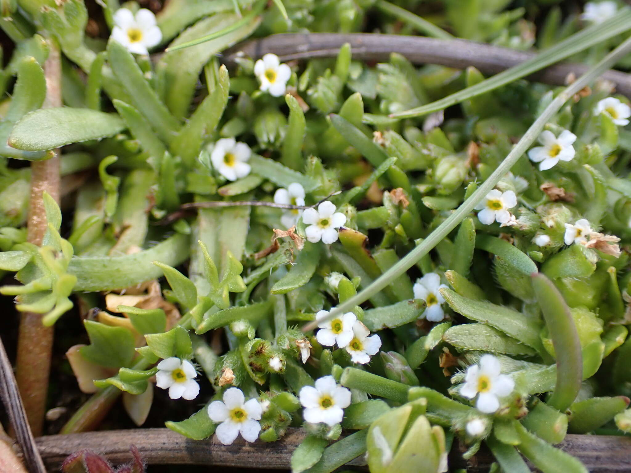 Plancia ëd Plagiobothrys scouleri (Hook. & Arn.) I. M. Johnst.