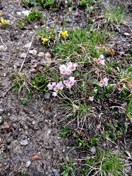 Image of Androsace adfinis subsp. puberula (Jordan & Fourr.) Kress