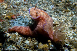 Image of Ceratosoma trilobatum (J. E. Gray 1827)