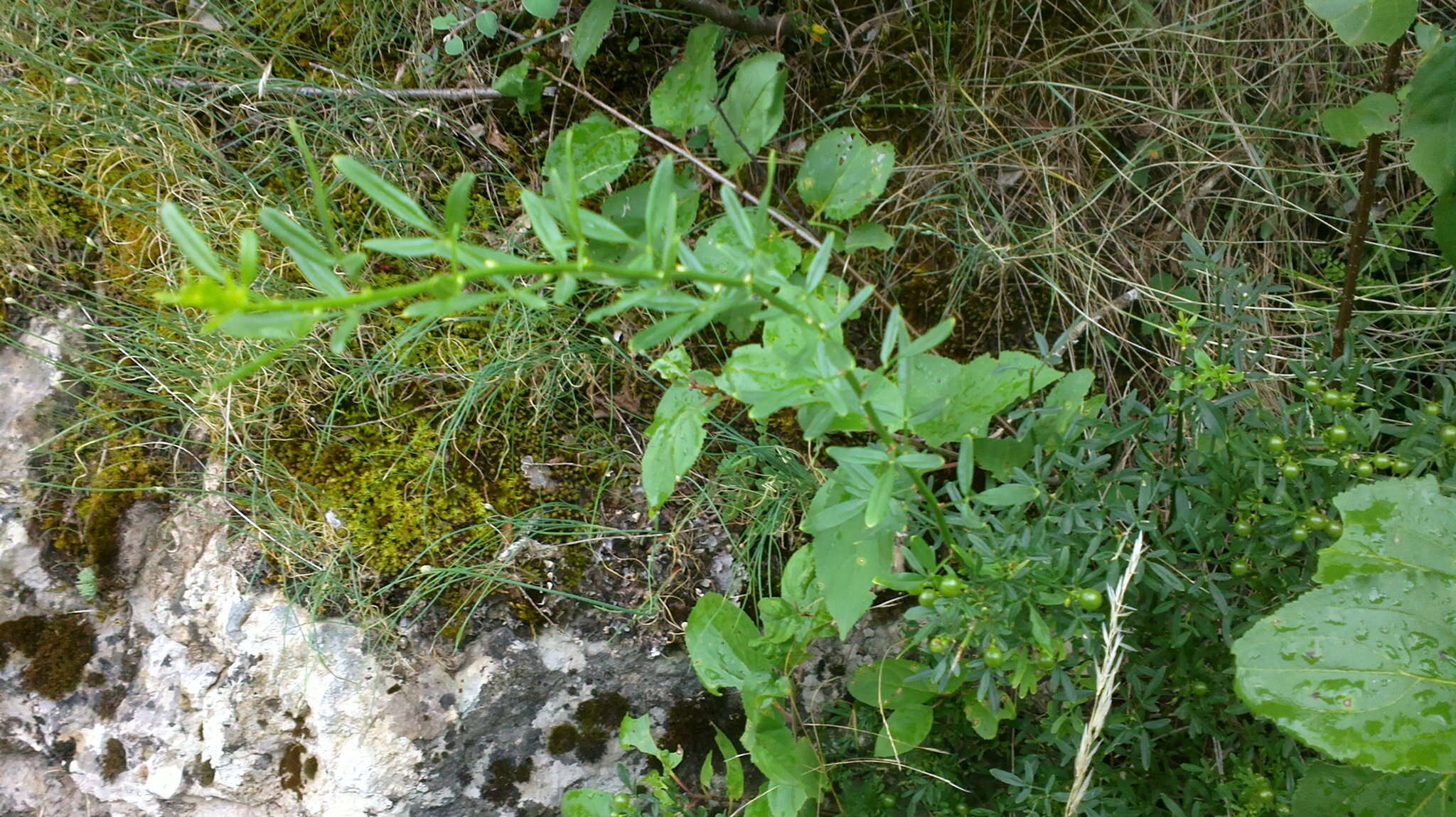 Image of Chrysojasminum fruticans (L.) Banfi