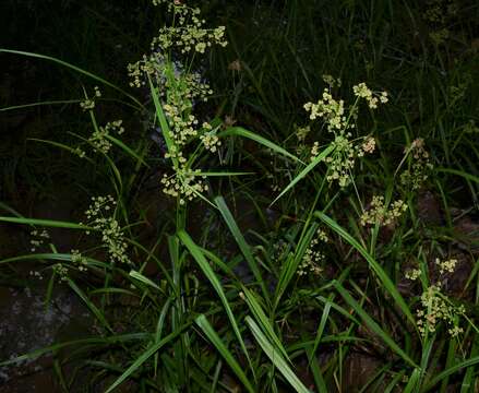 Sivun Scirpus georgianus R. M. Harper kuva