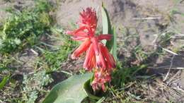 Image of Red Viooltjie