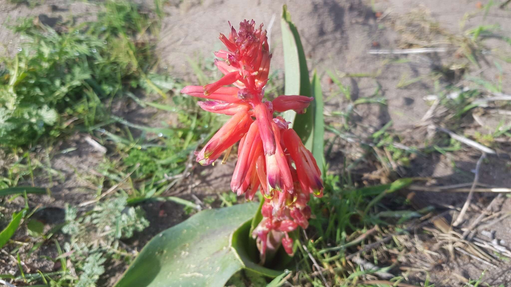 Image of Red Viooltjie