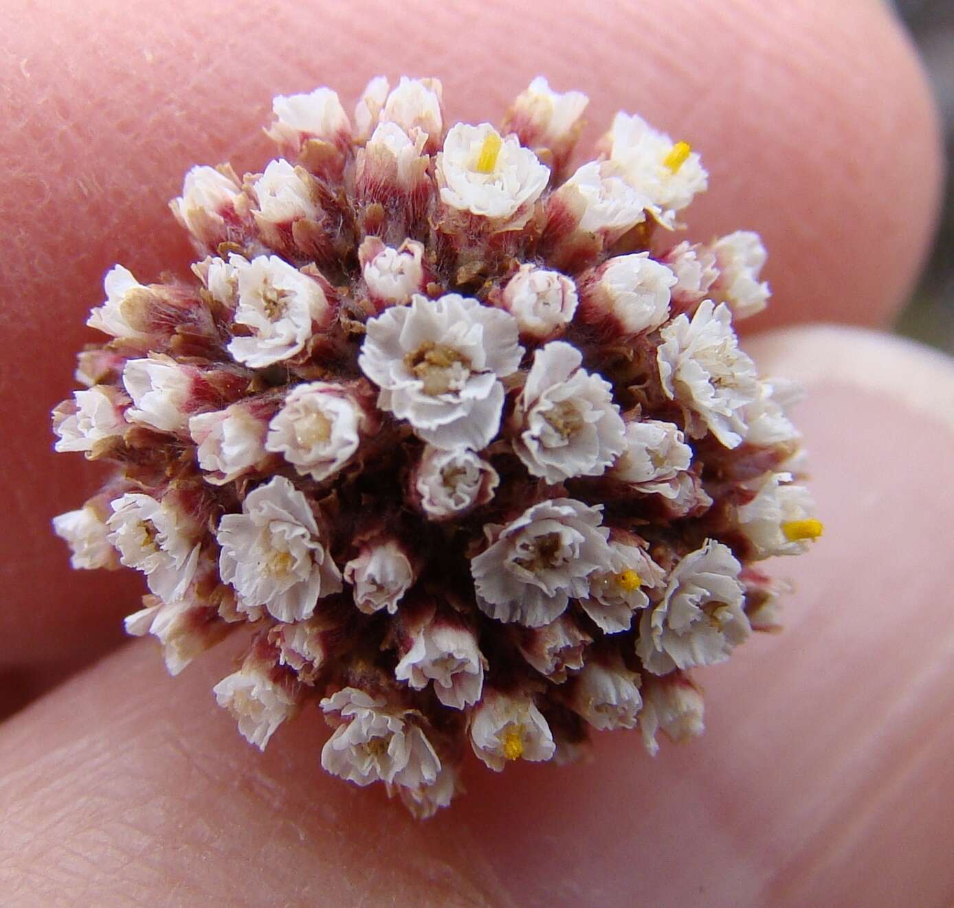 Image of Anaxeton asperum subsp. pauciflorum Lundgren