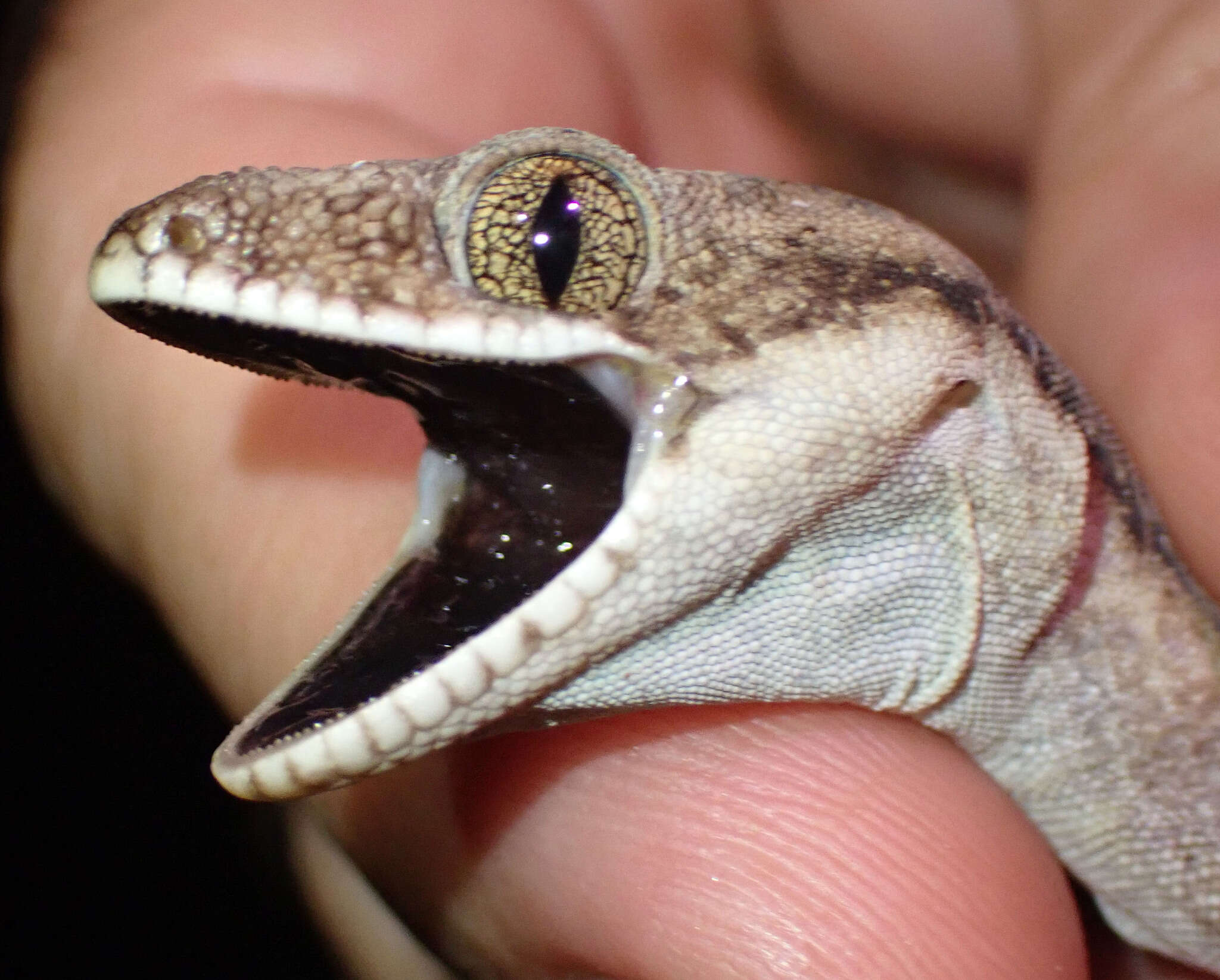 Image of Cape York Pad-tail Gecko