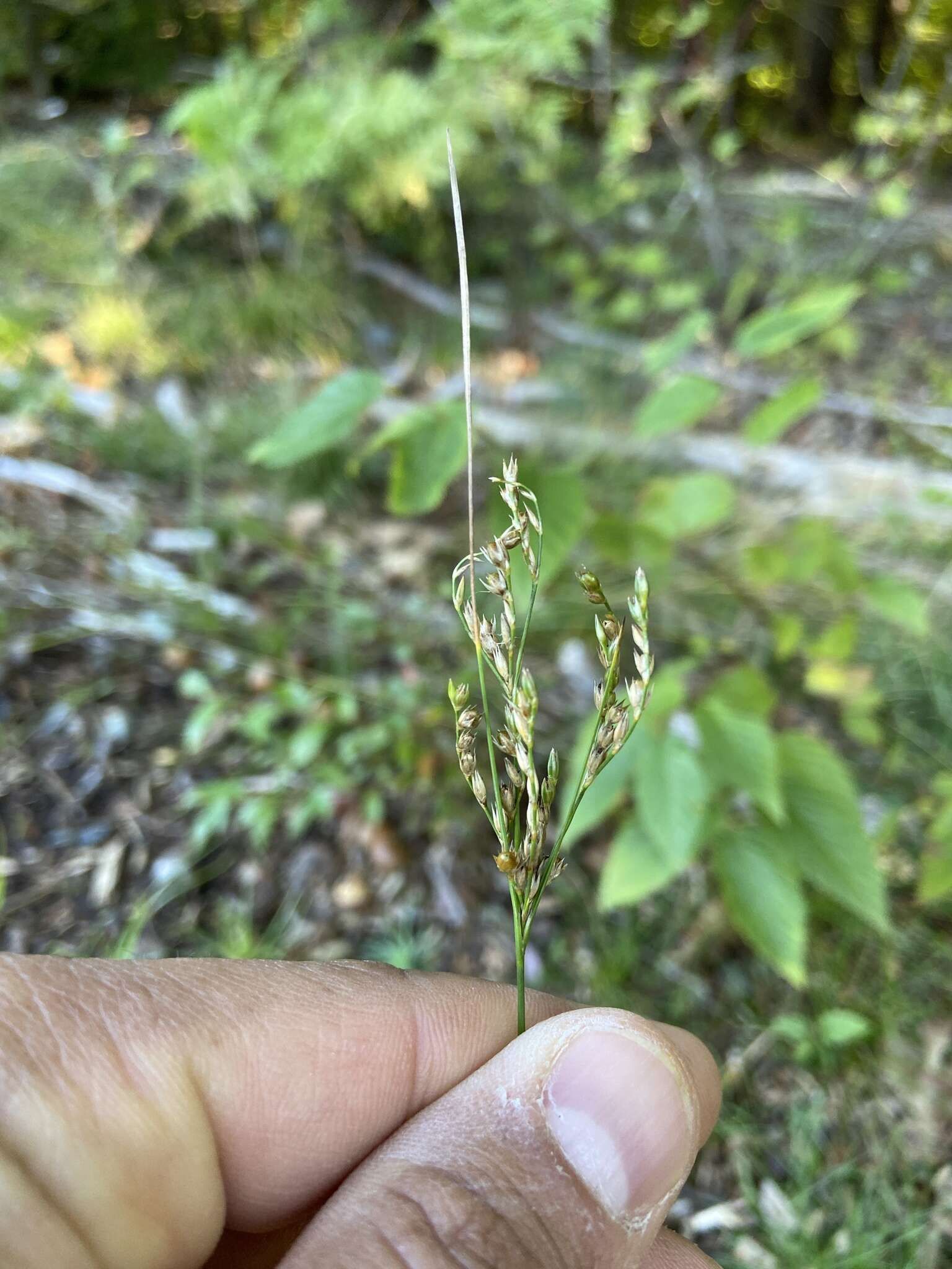 Image de Juncus secundus Beauv. ex Poir.