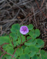 Image of Oxalis commutata var. concolor Salter