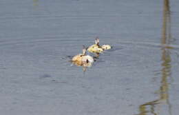 Image of Red Sea ghost crab