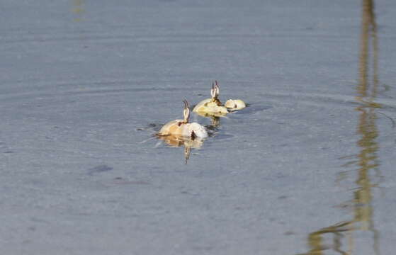 Image of Red Sea ghost crab