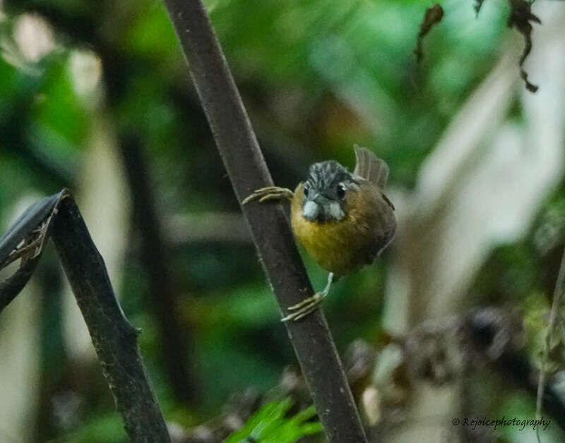 Image of Grey-throated Babbler