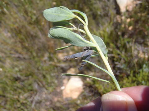 صورة Rafnia rostrata subsp. pluriflora