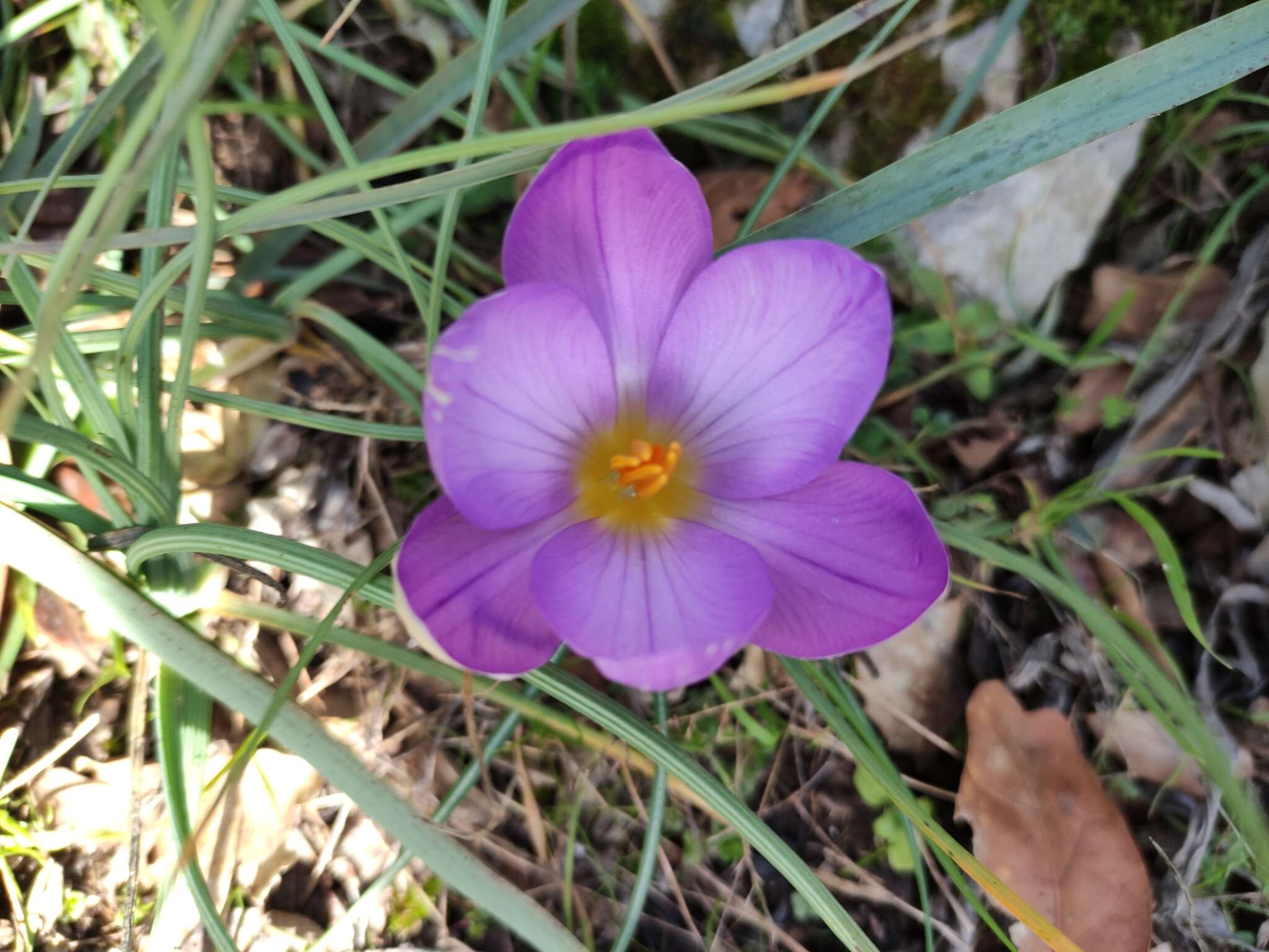 Image of Crocus suaveolens Bertol.