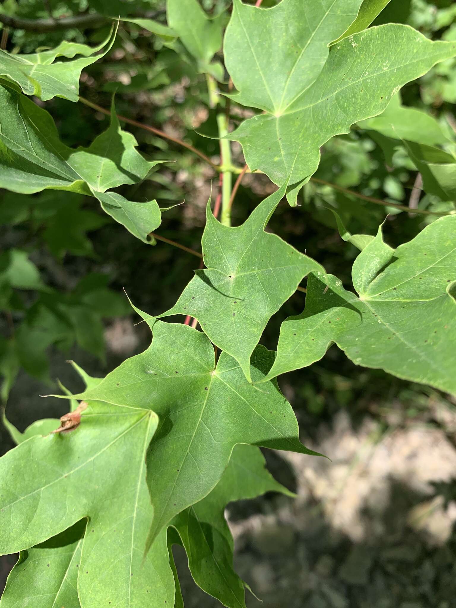 Plancia ëd Acer cappadocicum subsp. cappadocicum