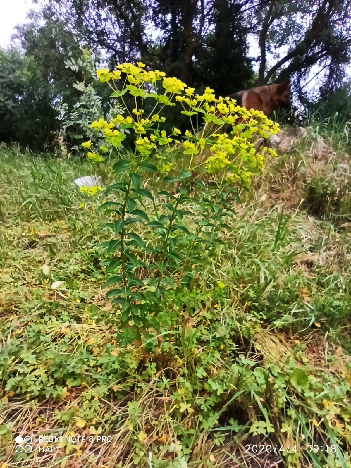 Image of Euphorbia paniculata Desf.