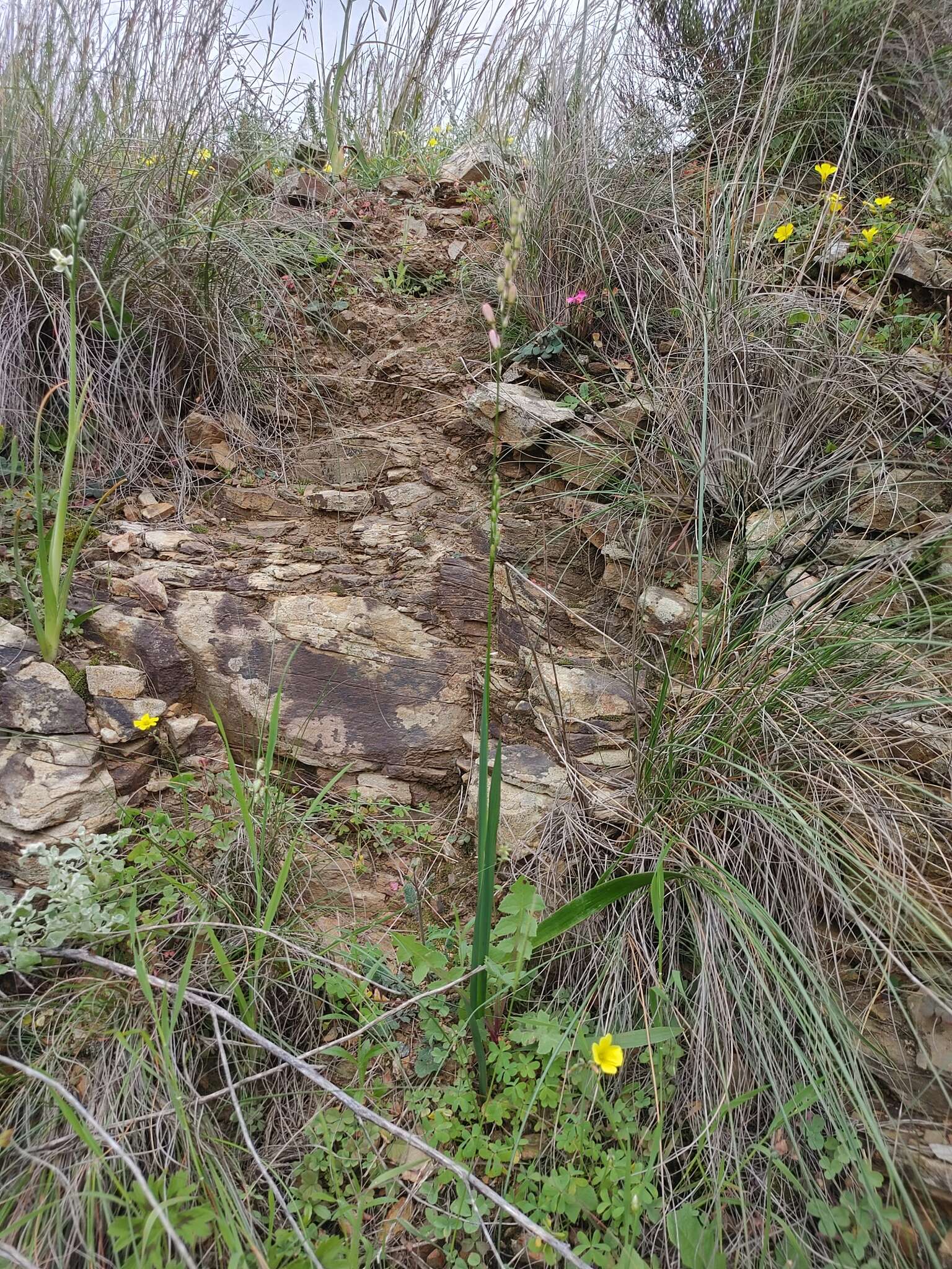 Image of Ixia longituba N. E. Br.