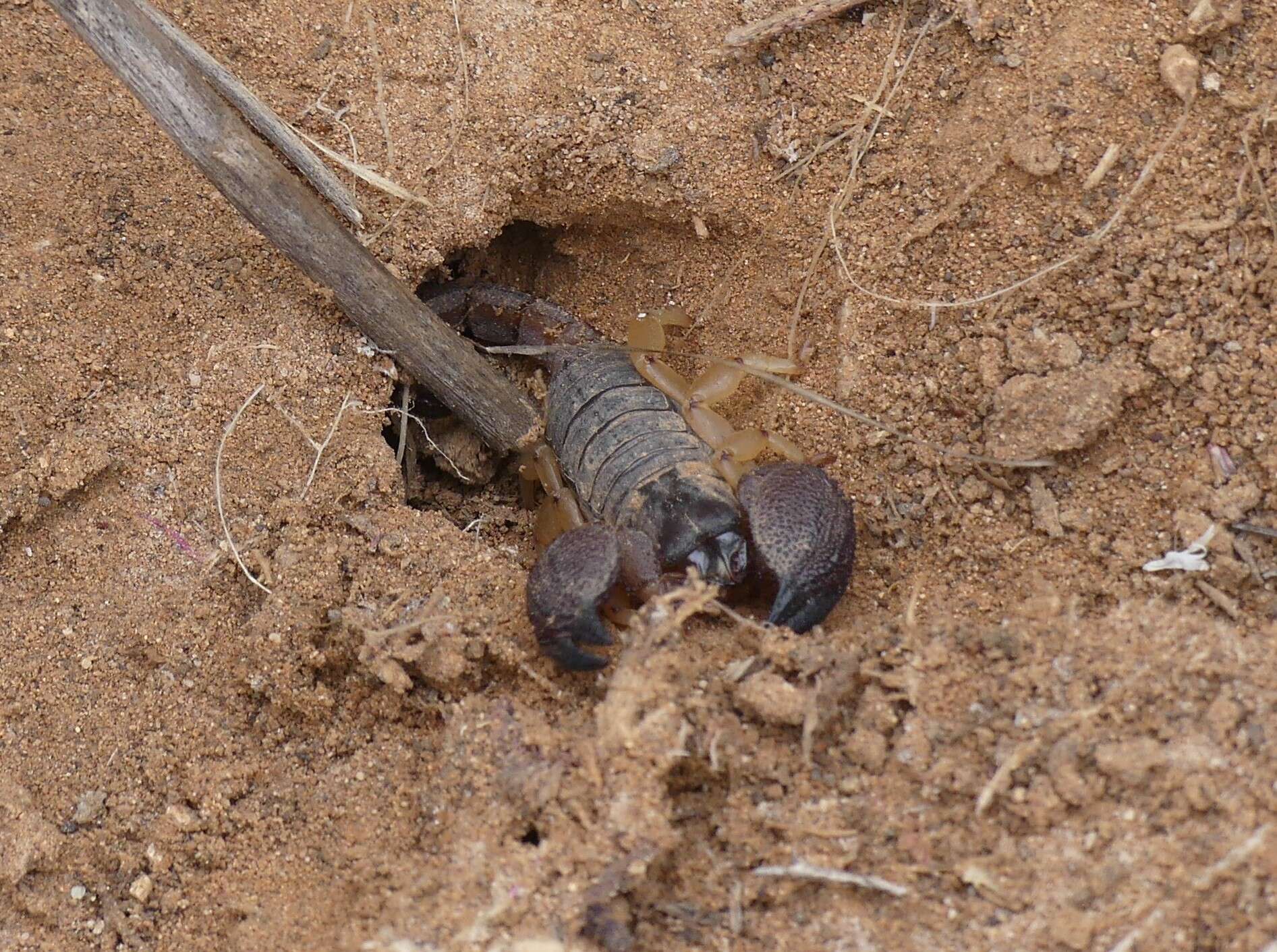 Image of Scorpio mogadorensis Birula 1910