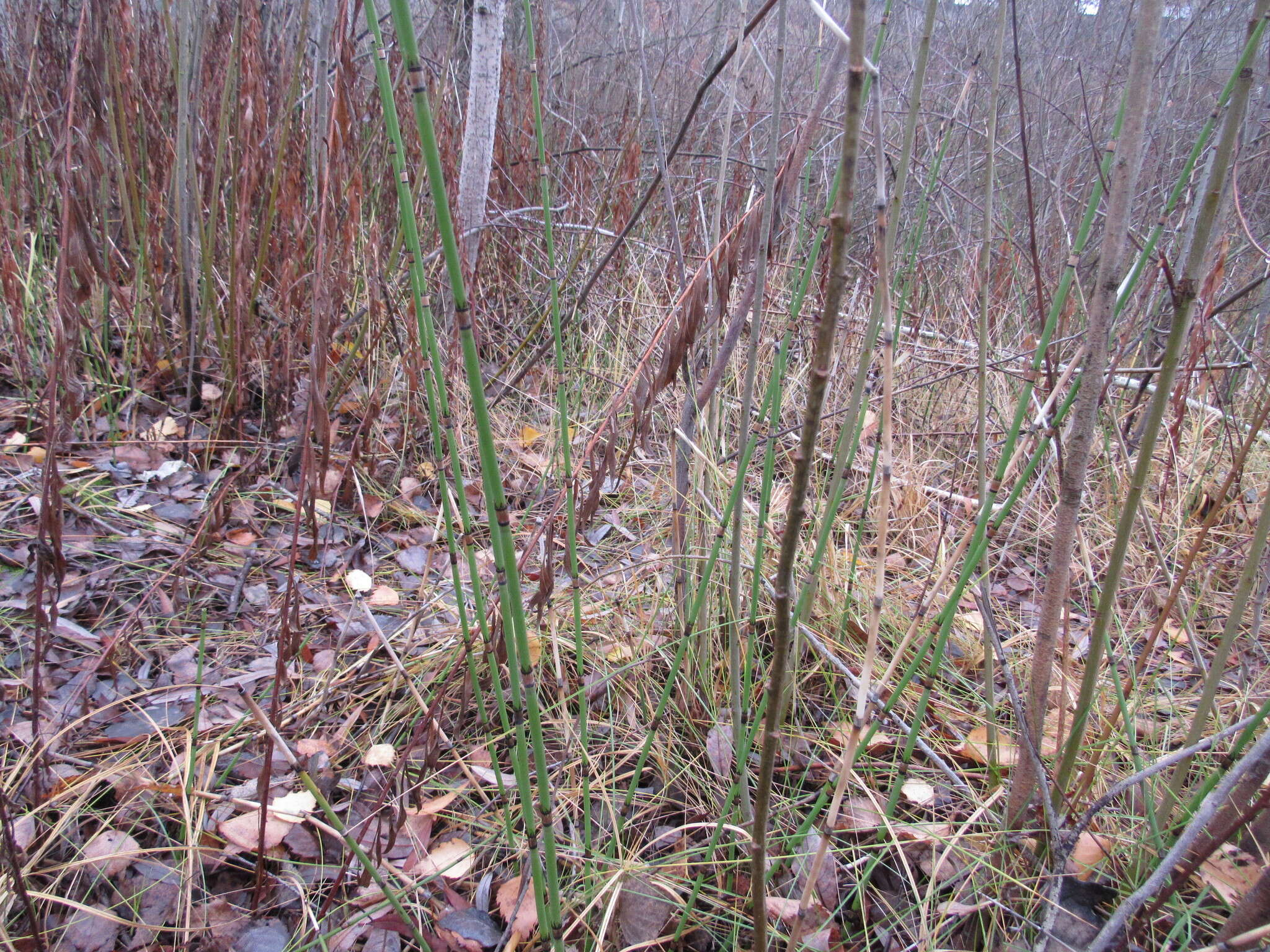 Image of Equisetum moorei Newm.