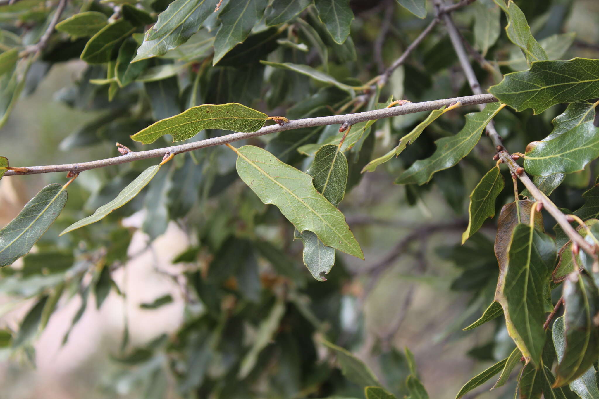 Imagem de Quercus affinis Scheidw.