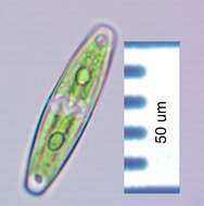 Image of Closterium navicula