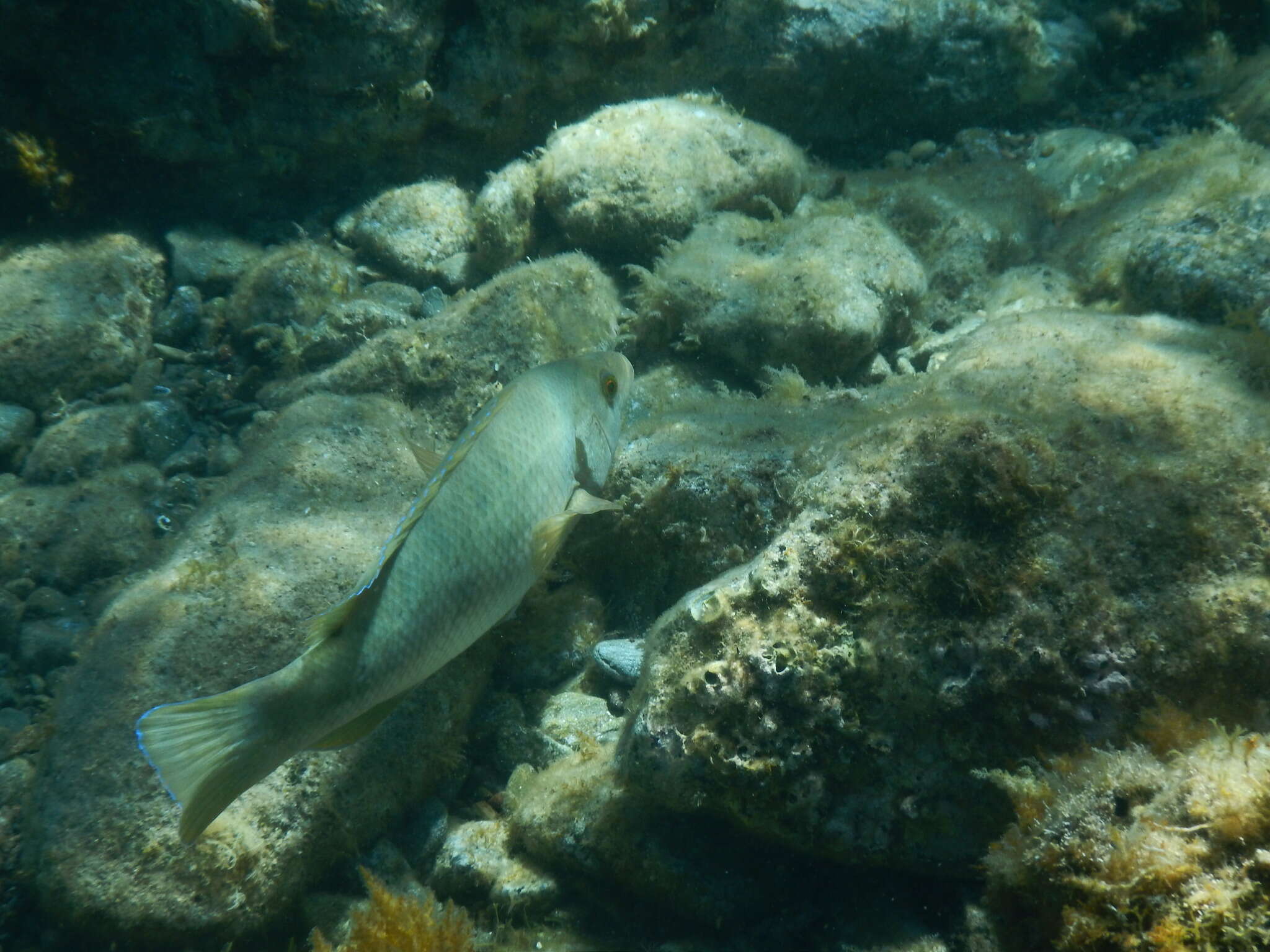 Image of Brown Wrasse