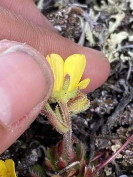 Image of whiplash saxifrage