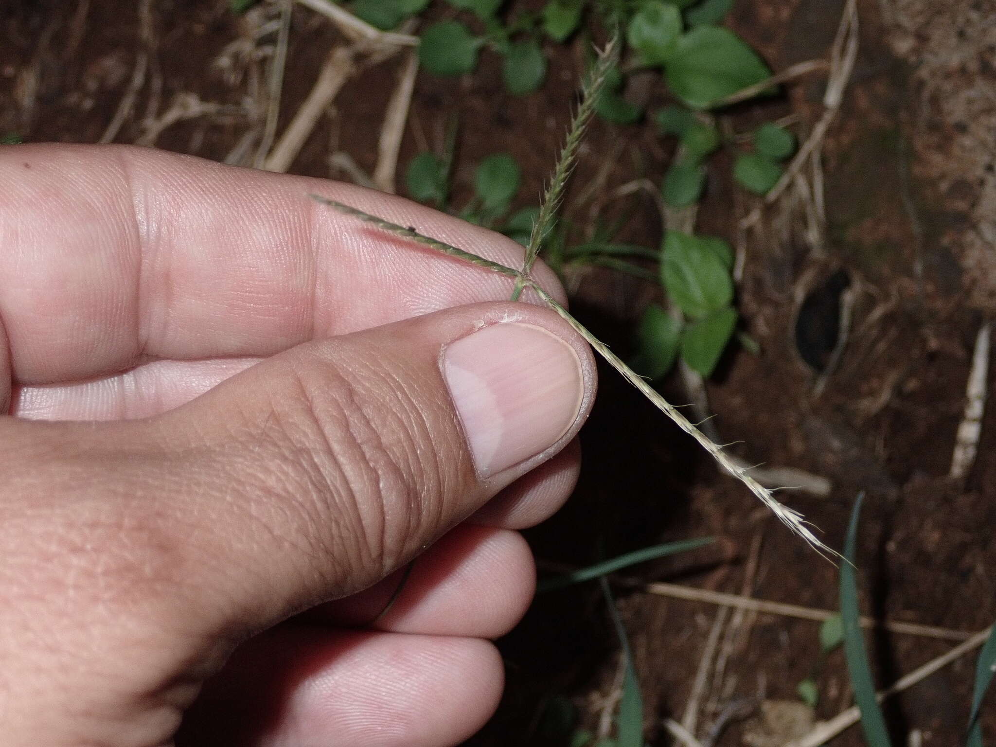 Image of spreading windmill grass