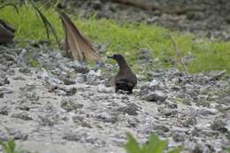 Image of Christmas Shearwater