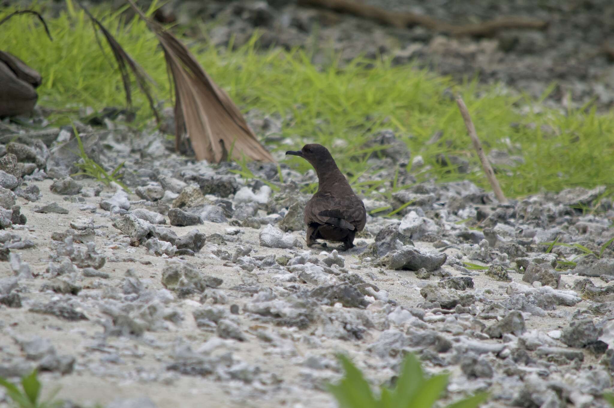 Image of Christmas Shearwater