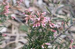 Imagem de Lissanthe strigosa subsp. subulata (R. Br.) J. M. Powell