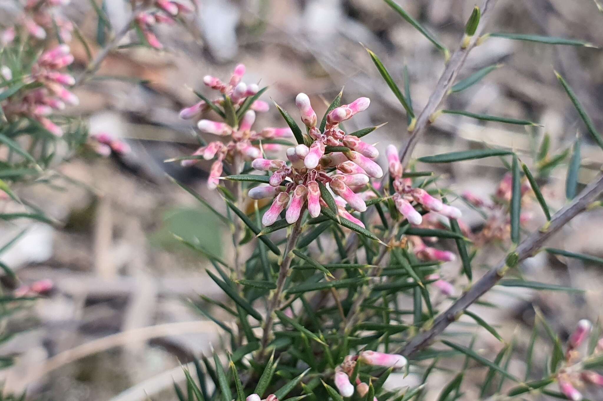 Image of Lissanthe strigosa subsp. subulata (R. Br.) J. M. Powell