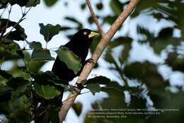 Amblycercus Cabanis 1851 resmi