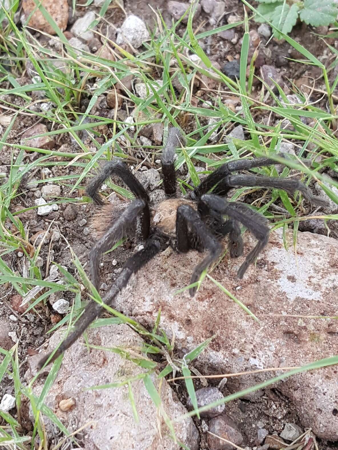 Image of Chihuahua Rose-grey Tarantula