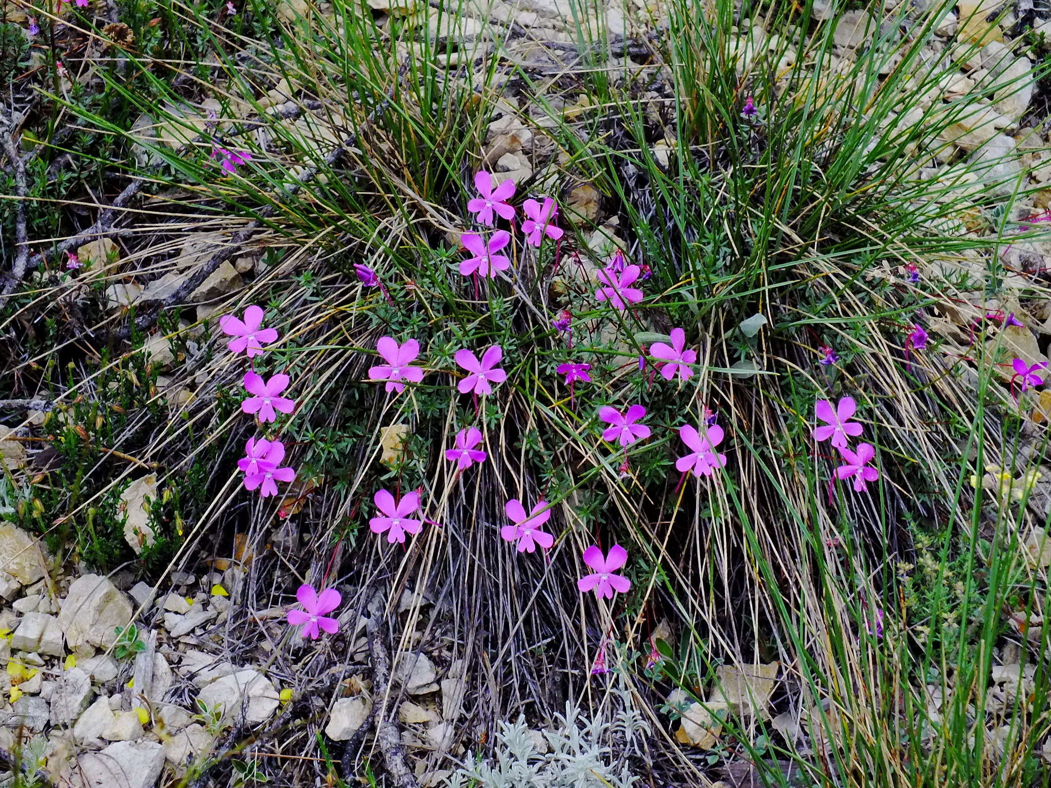 Image of Viola cazorlensis Gand.