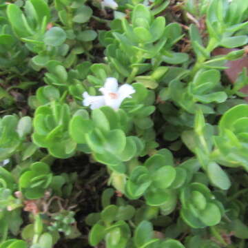 Plancia ëd Bacopa monnieri (L.) Pennell