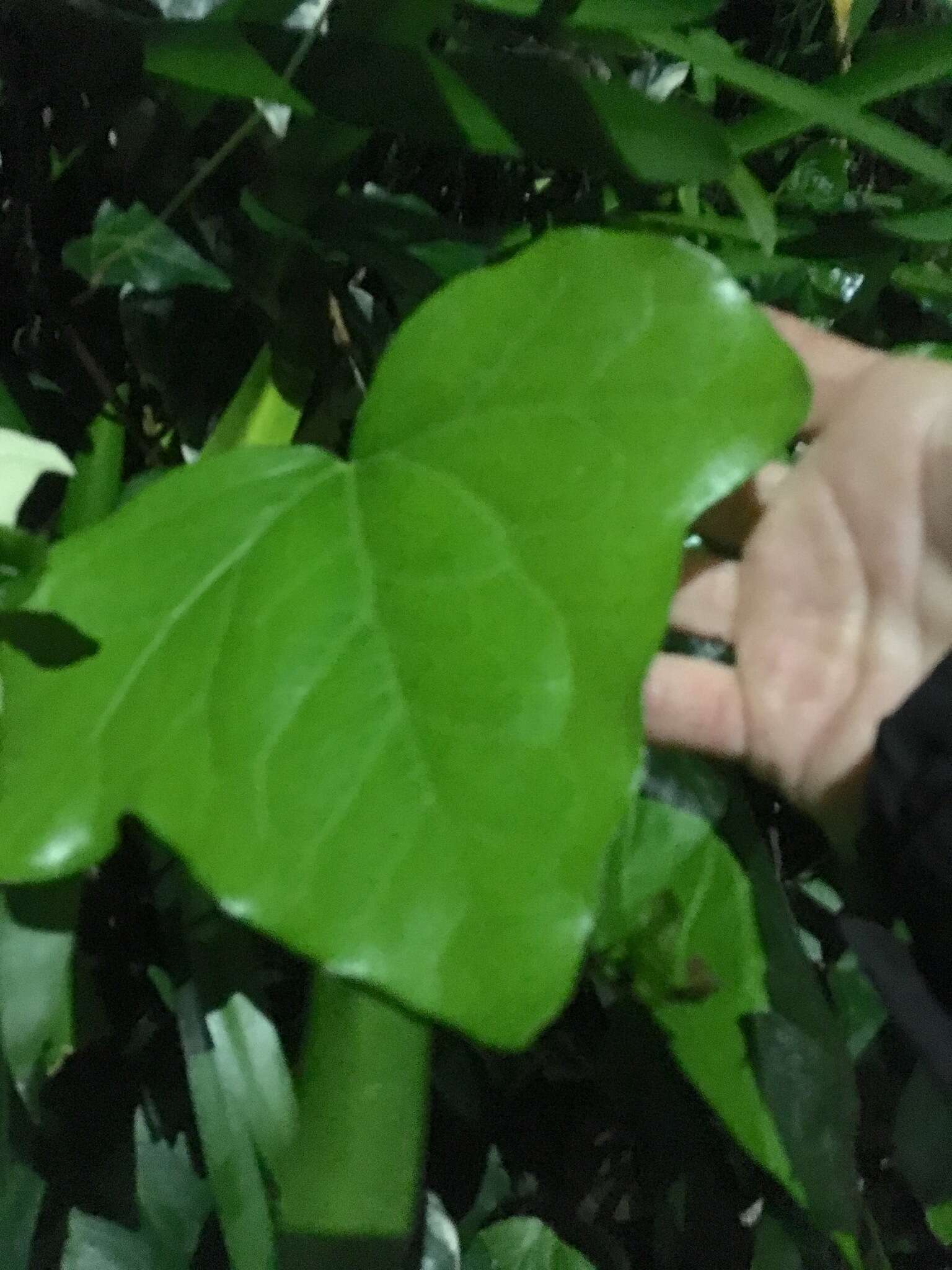 Image of Algerian ivy