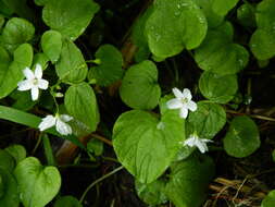 Claytonia cordifolia S. Wats. resmi