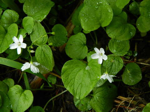 Image of heartleaf springbeauty