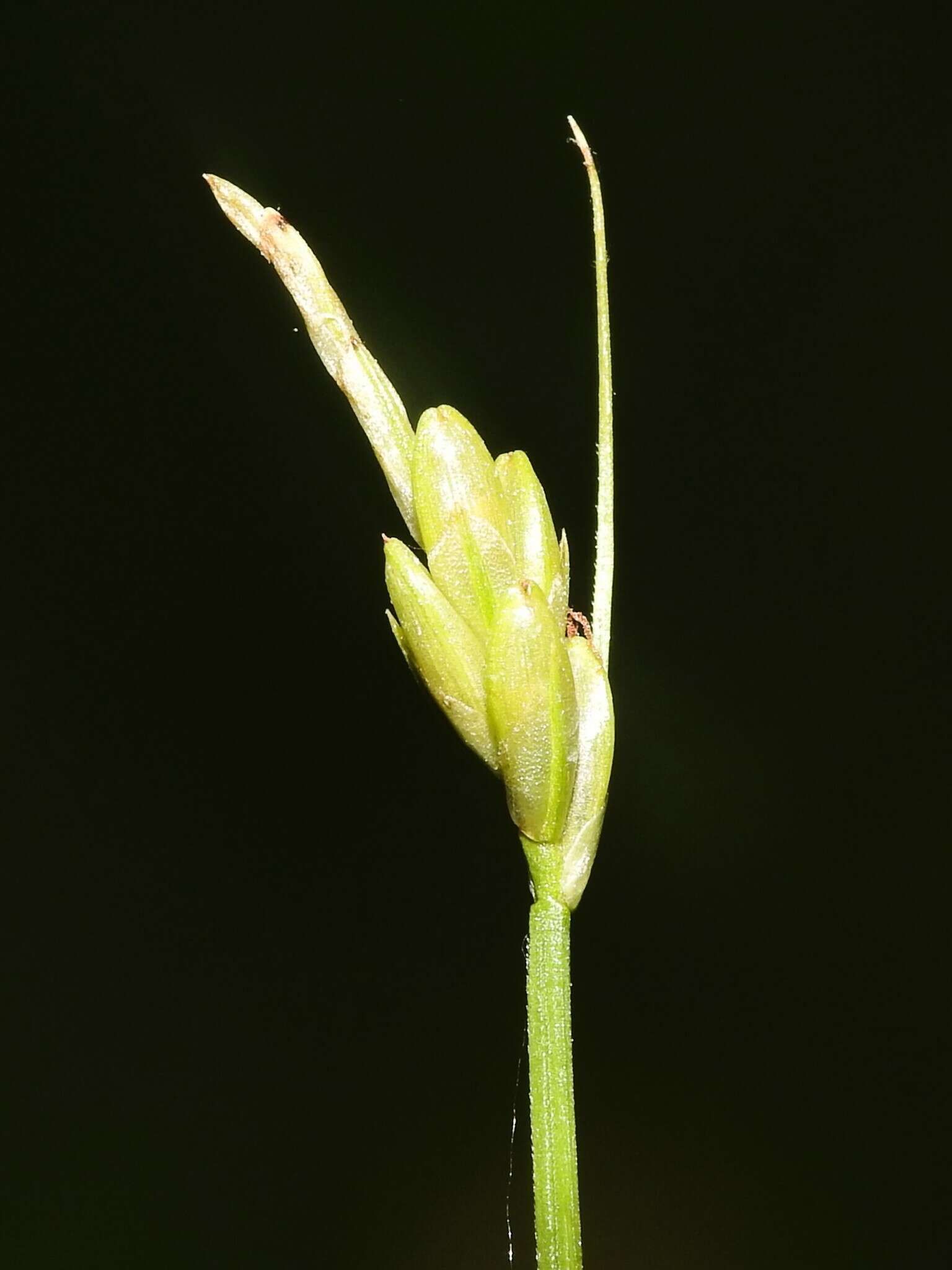 Image of bristlystalked sedge