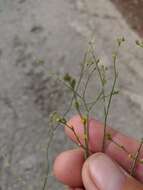 Bupleurum asperuloides Heldr. ex Boiss. resmi