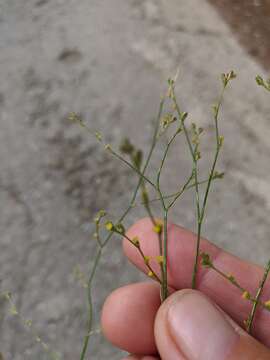 Image of Bupleurum asperuloides Heldr. ex Boiss.