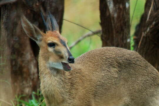 Image of Abundant Duiker