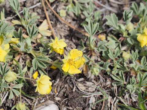 Image of abbotswood potentilla