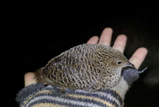 Image of Striped Flufftail