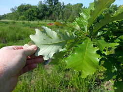 Imagem de Quercus bicolor Willd.