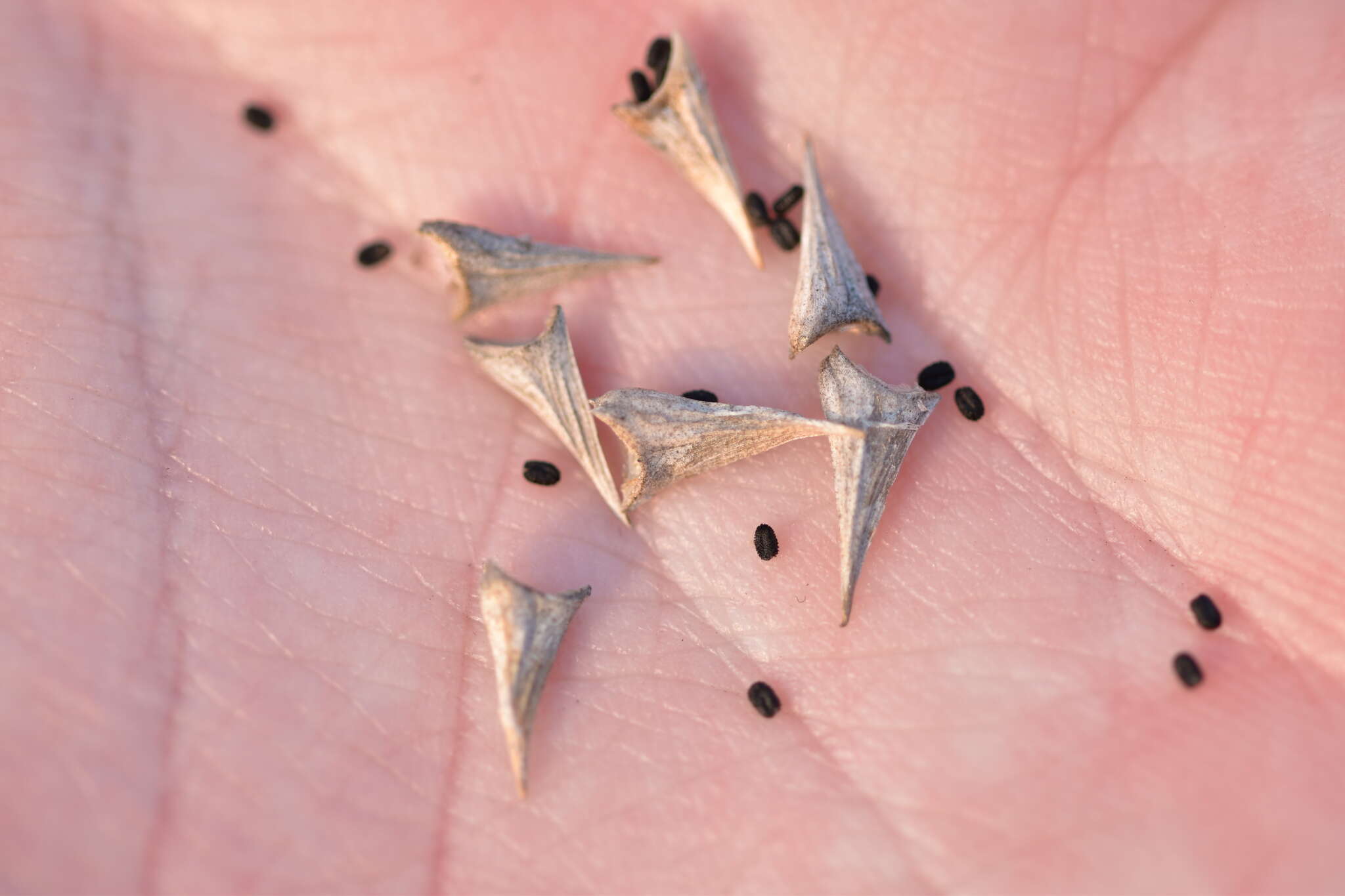 Image of Damasonium polyspermum Coss.