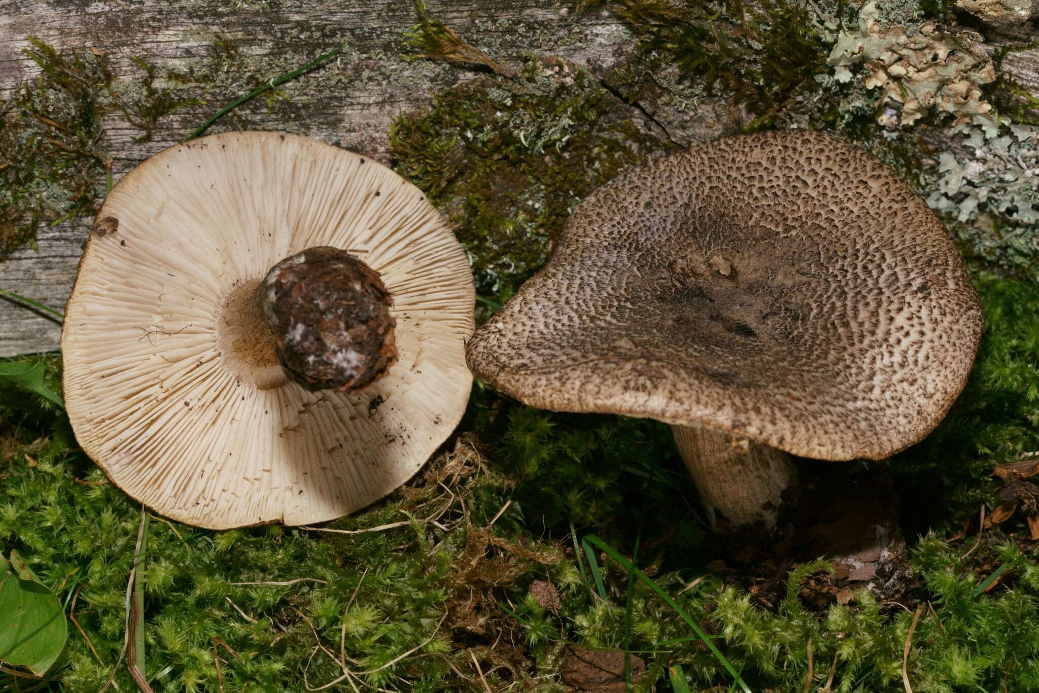 Image of Tricholoma atrosquamosum var. squarrulosum (Bres.) Mort. Chr. & Noordel.