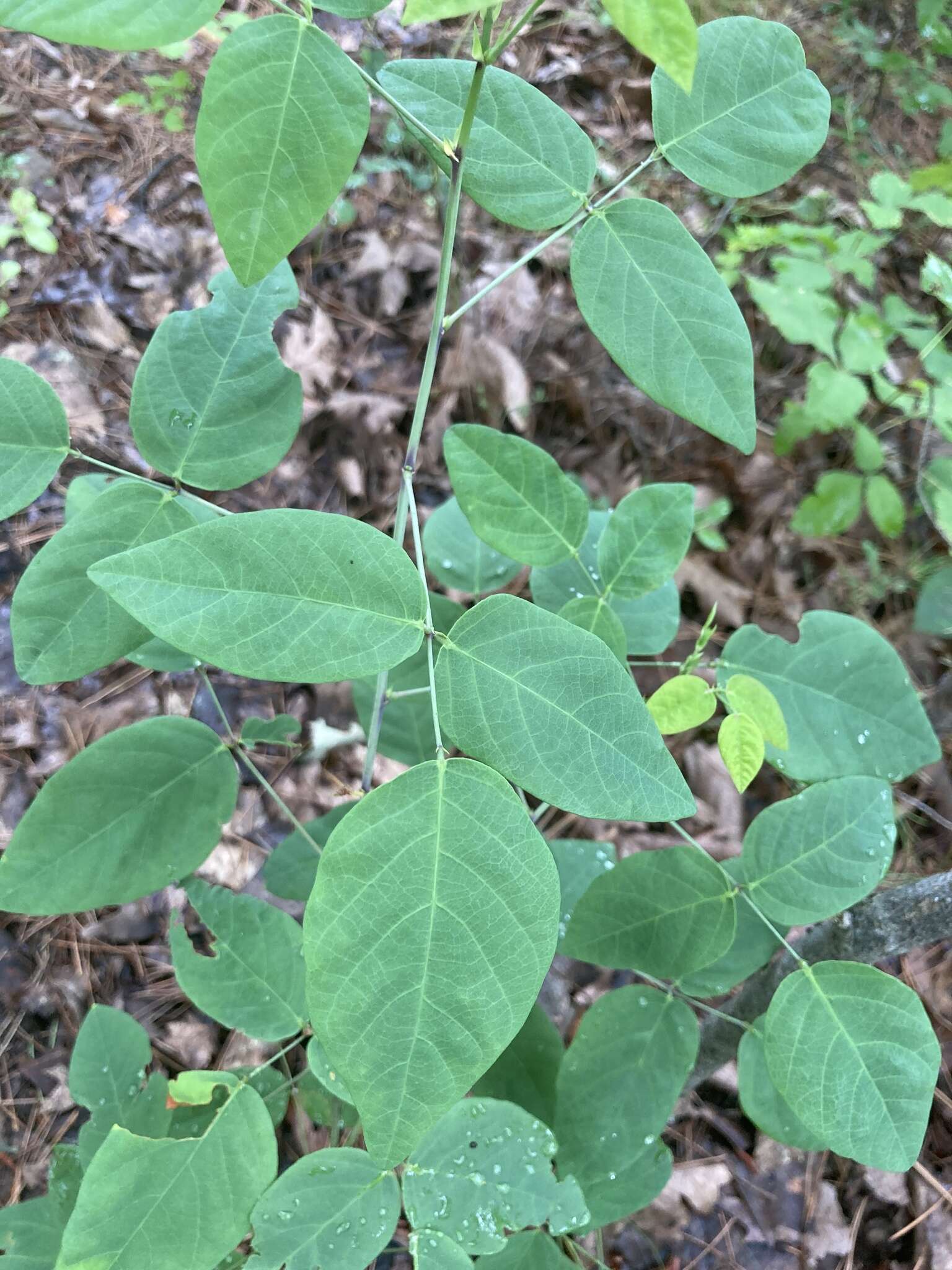 Image of smooth ticktrefoil