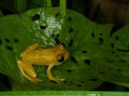 Imagem de Dendropsophus triangulum (Günther 1869)