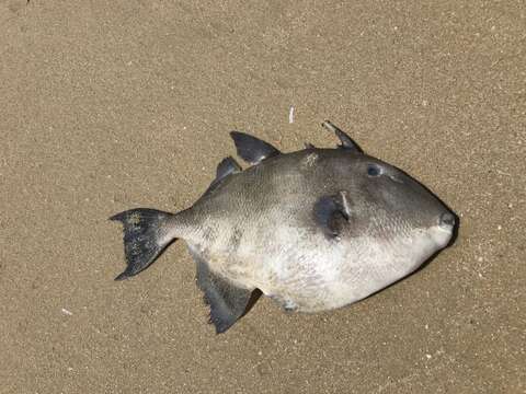 Image of Triggerfish